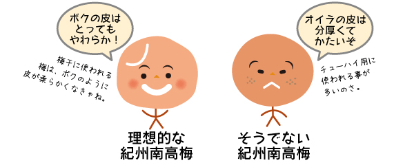 皮のやわらかさ