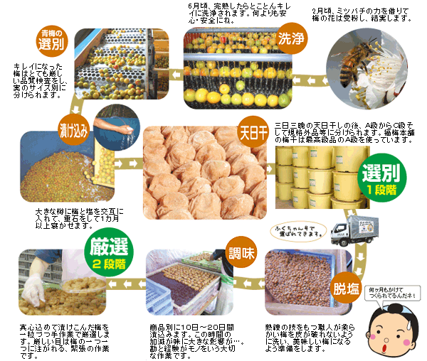 おいし～い梅干しができるまで