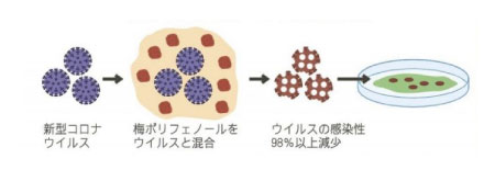 消毒作用を調べる不活化試験