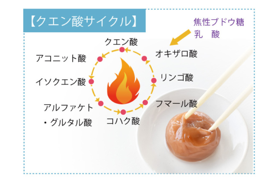 クエン酸サイクル