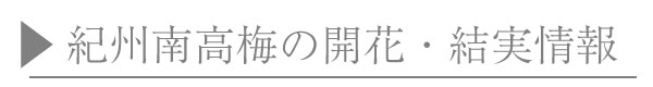 開花・結実情報