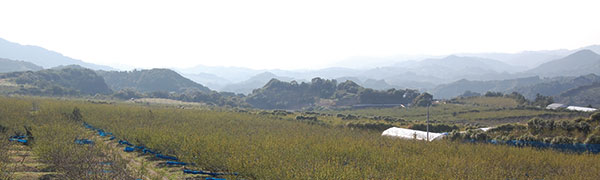 紀州南高梅の生育環境