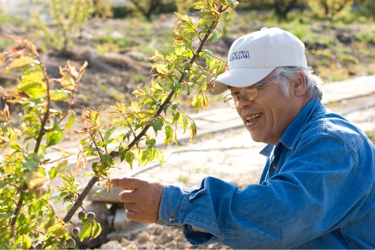 黒焼梅仙人の画像