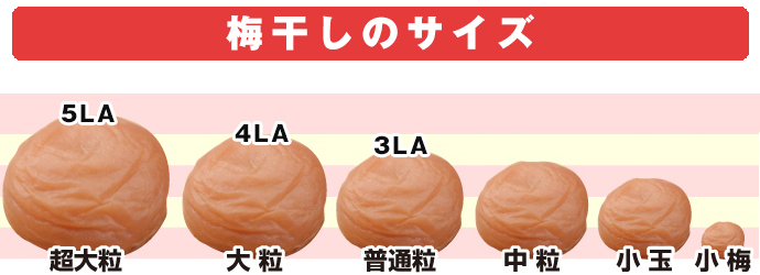 実際の粒の大きさ