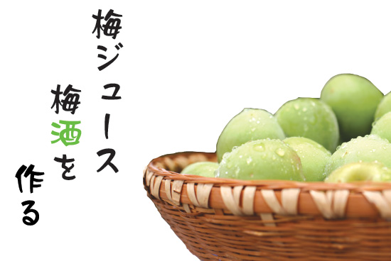 梅酒・梅ジュースを作る