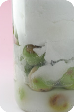 梅ジュース5日後