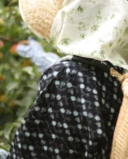 梅を収穫している様子