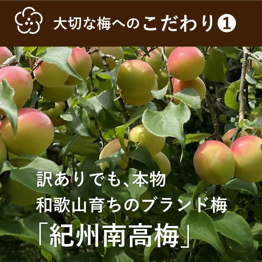 訳あり 紀州南高梅 はちみつ梅 梅 つぶれ梅干し800g | 紀州梅干し専門