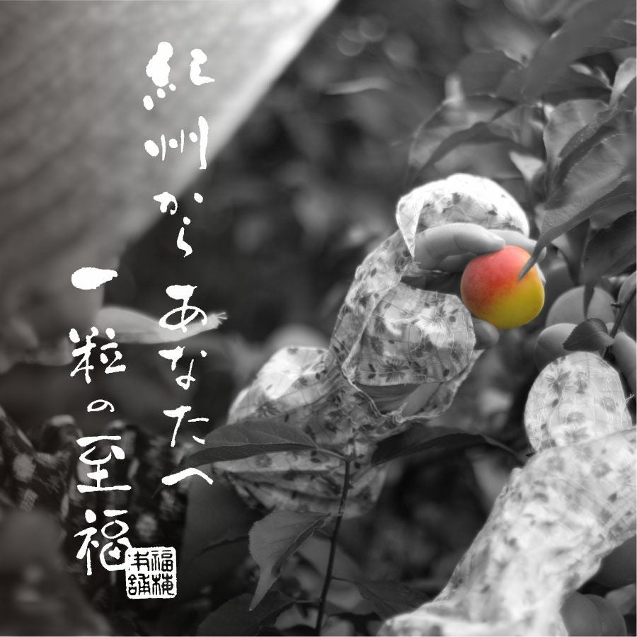 特選紀州南高梅【木樽（きだる）1.2kg】 | 紀州梅干し専門店 福梅本舗
