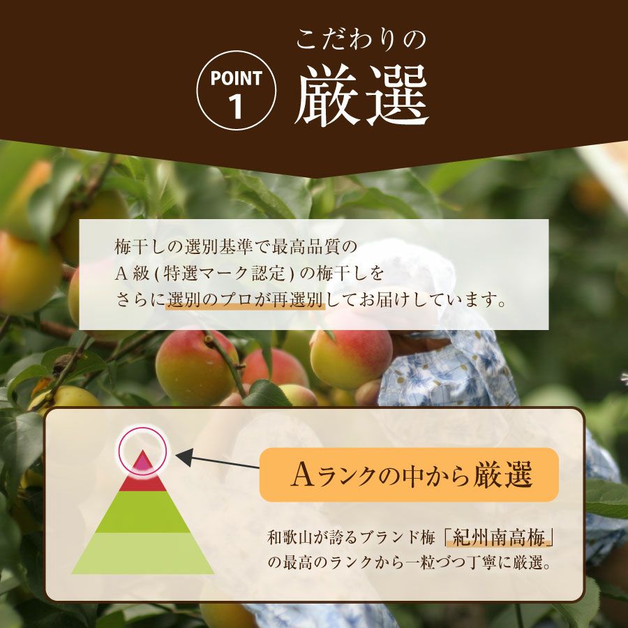 特選紀州南高梅 まろやか梅 (塩分約10％) ／ 500g (250g×2パック) ご飯