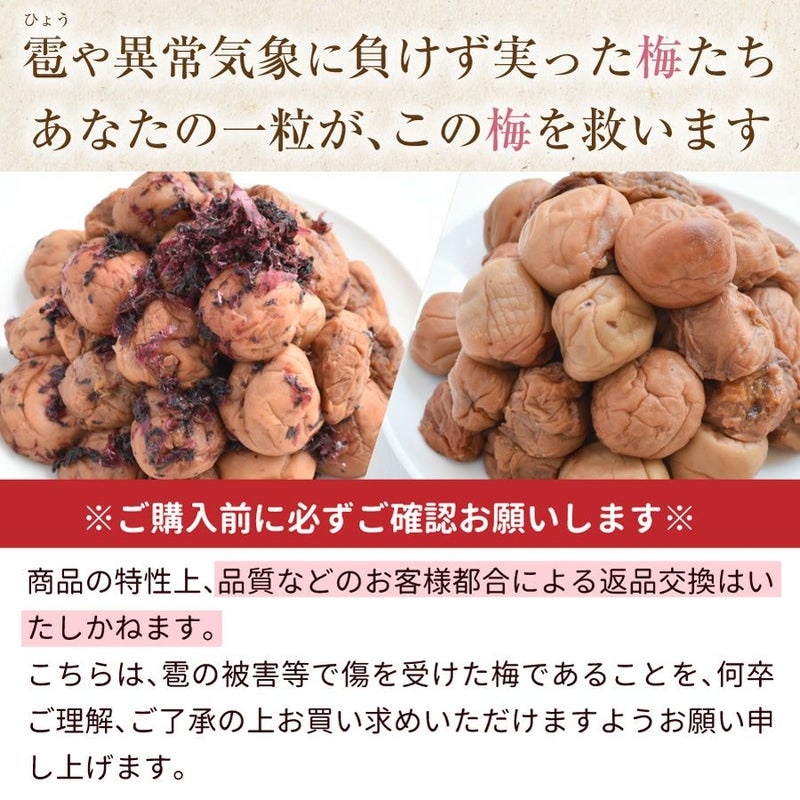 雹や異常気象に負けず実った梅たち あなたの一粒が、この梅を救います